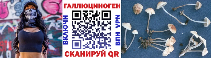 Купить где  Шумиха  Галлюциногенные грибы Cubensis 